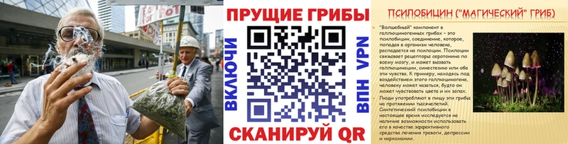 цена   Ардатов  Псилоцибиновые грибы Psilocybe 